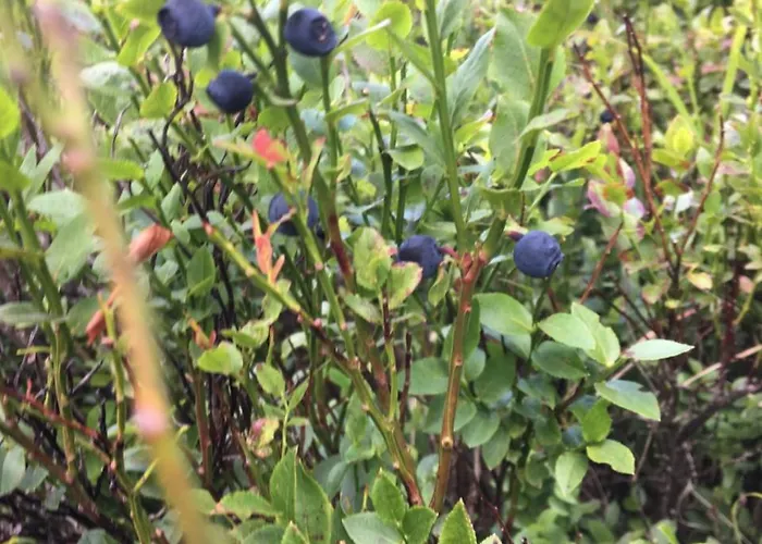 Le Mont アパート